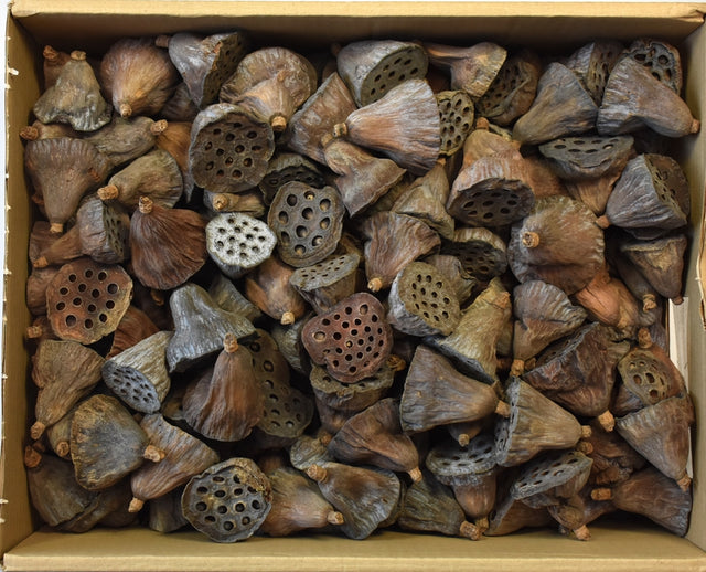 Image for Lotus mic 4-6cm 240buc.