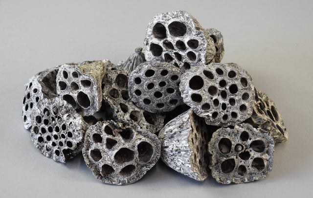 Image for Lotus mic 4-6cm cu chiciura