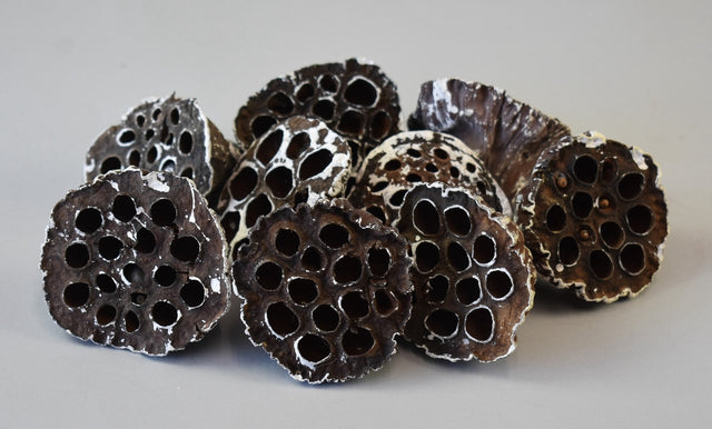 Image for Lotus mijlociu 6-8cm inzapezit