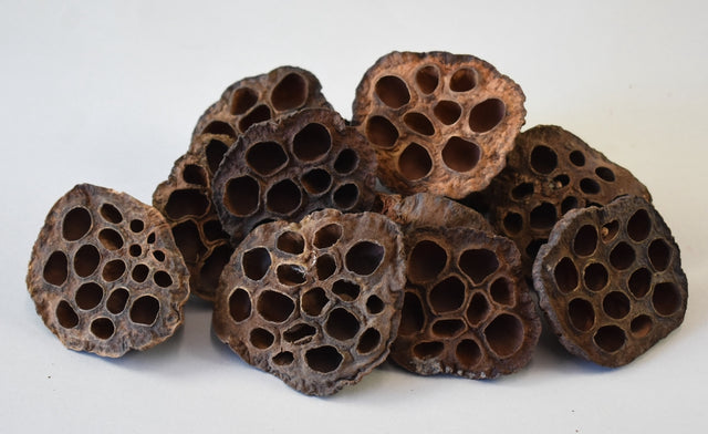 Image for Lotus mij. 6-8cm natur