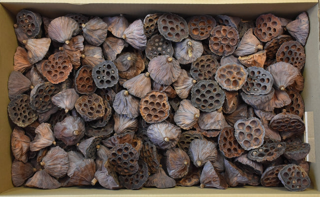 Image for Lotus mijlociu 6-8cm 180buc.