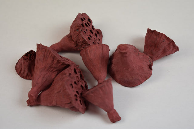 Image for Lotus mini vopsit bordo