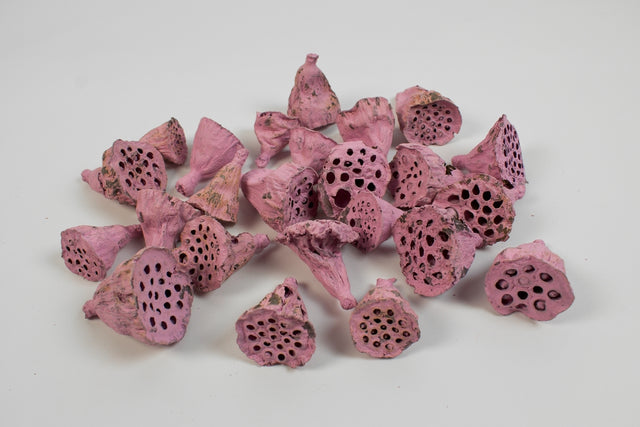 Image for Lotus mini vopsit nalba