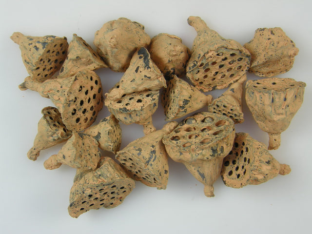 Image for Lotus mini vopsit portocaliu