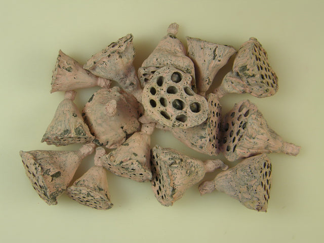 Image for Lotus mini vopsit roz