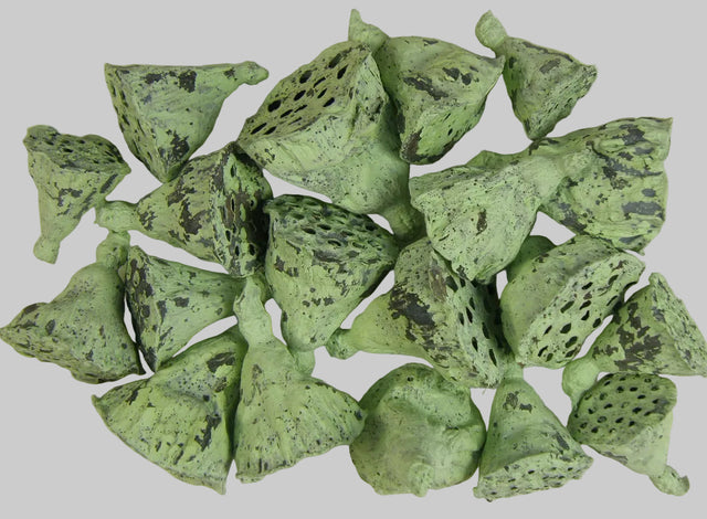 Image for Lotus mini vopsit verde deschis