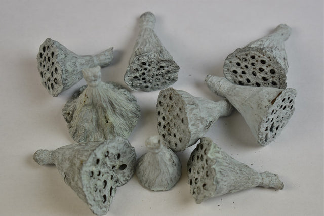 Image for Lotus mini vopsit albastru deschis