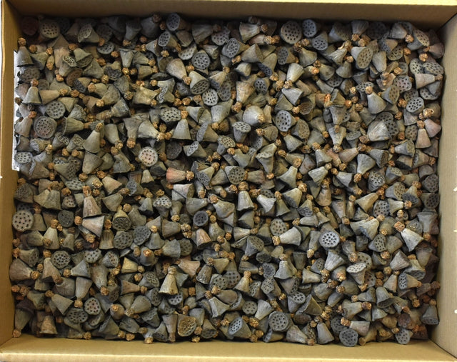 Image for Lotus mini mini natur