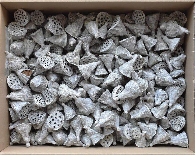 Image for Lotus mini cu chiciura