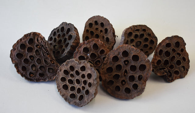 Image for Lotus mare 8- cm natur