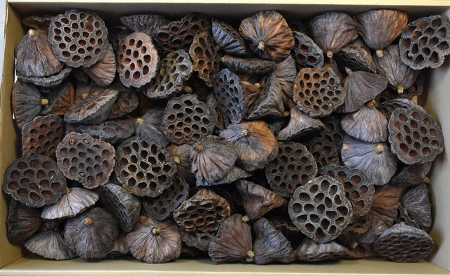 Image for Lotus mare 8- cm 130buc.