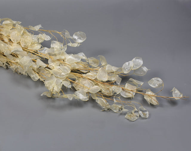 Image for Lunaria Holdviola natur