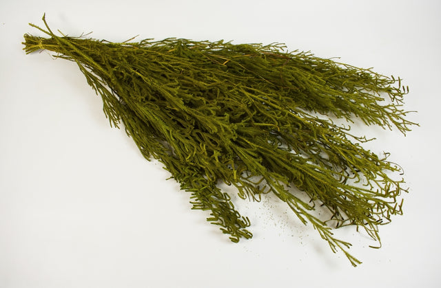 Image for Creanga Licopodium prep.verde deschis