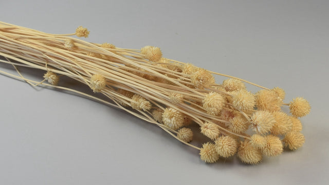 Image for Ciulin inalbit