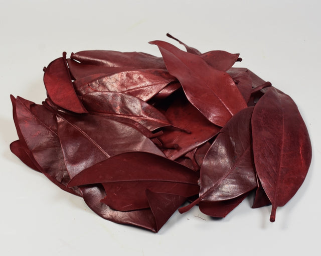 Image for Frunze de magnolie prep. bordo