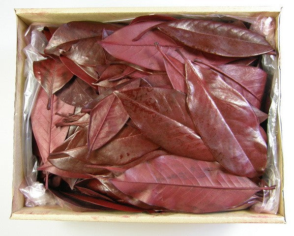 Image for Frunze de magnolie preparat 1.8kg bordeaux