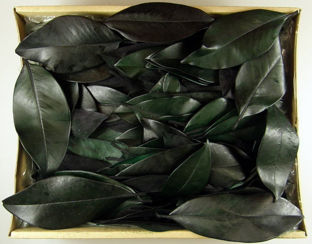 Image for Frunze de magnolie preparat 1.8kg verde inchis