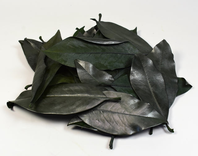 Image for Frunze de magnolie prep. verde deschis