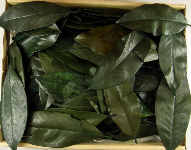 Image for Frunze de magnolie preparat 1.8kg verde deschis