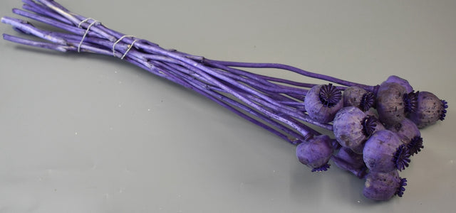 Image for Mac mijlociu mov