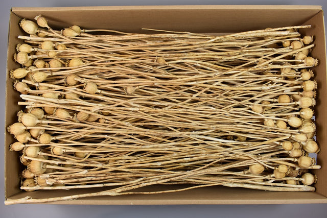 Image for Mac mini 0.6 kg