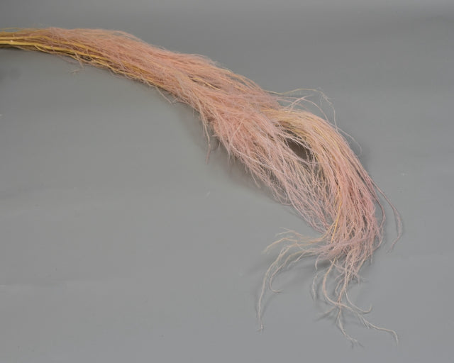 Image for Medulla junci inalbit roz