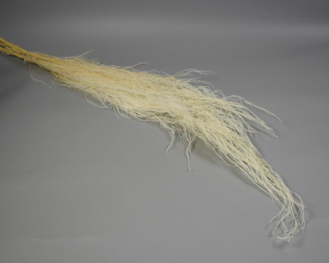 Image for Medulla junci inalbit