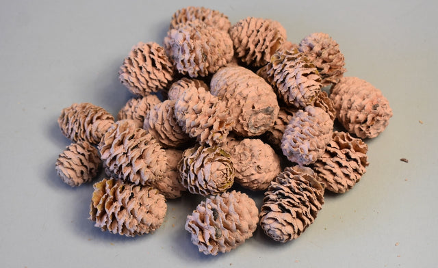 Image for Meridianum vopsit piersica