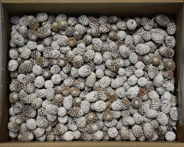 Image for Meridianum vopsit alb