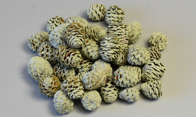 Image for Meridianum vops. verde des.