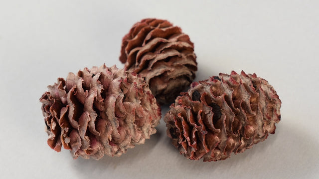 Image for Meridianum roz