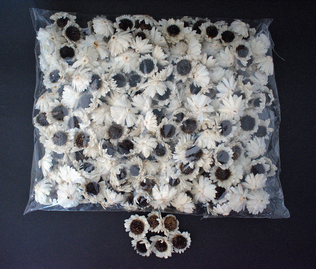 Image for Capete floarea soarelui ming 4cm natur