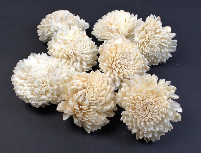 Image for Capete ochiul boului ming 8cm natur