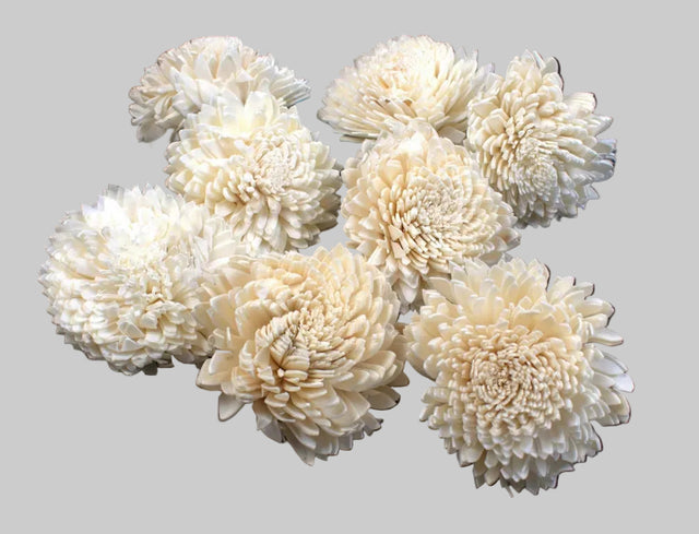 Image for Capete ochiul boului ming 8cm natur