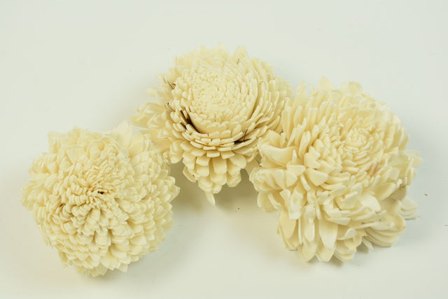 Image for Capete ochiul boului 8cm natur