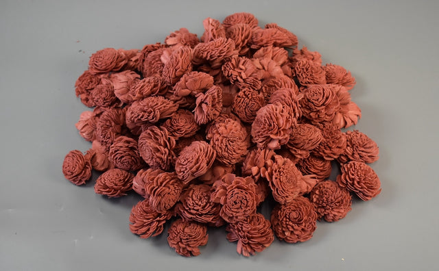 Image for Capete anemone ming 4cm prep.nalba S/15