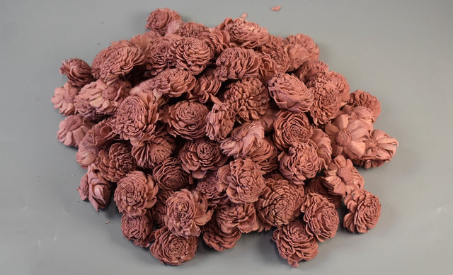 Image for Capete anemone ming 4cm prep. roz