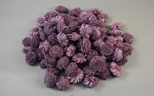 Image for Capete anemone ming 4cm prep.mure s/15