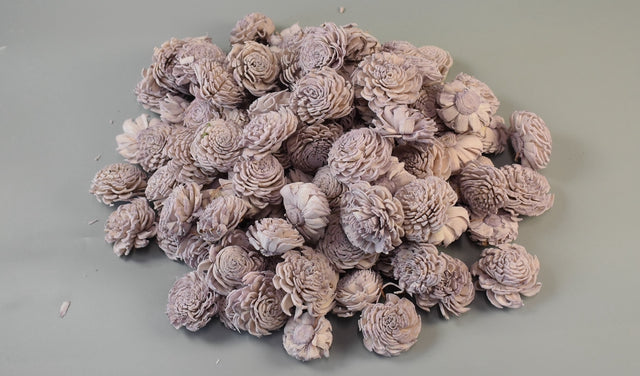 Image for Capete anemone ming 4cm prep.mov deschis s/15