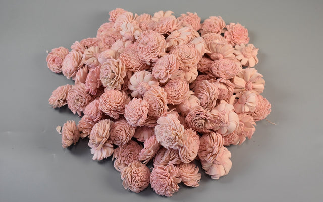 Image for Capete anemone ming 4cm prep. roz deschis