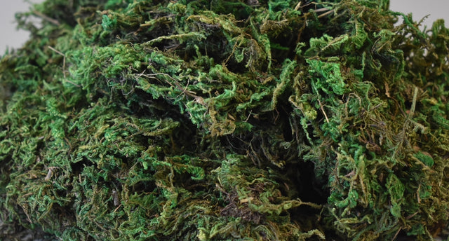 Image for Muschi C verde