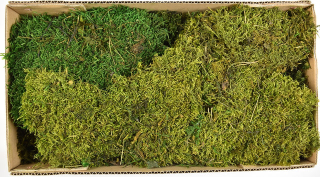 Image for Muschi Flatt prep.verde