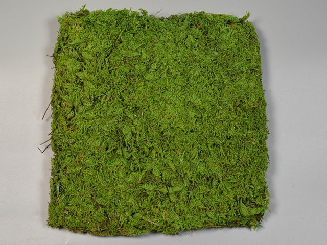 Image for Peretar din muschi 30x30cm verde mediu