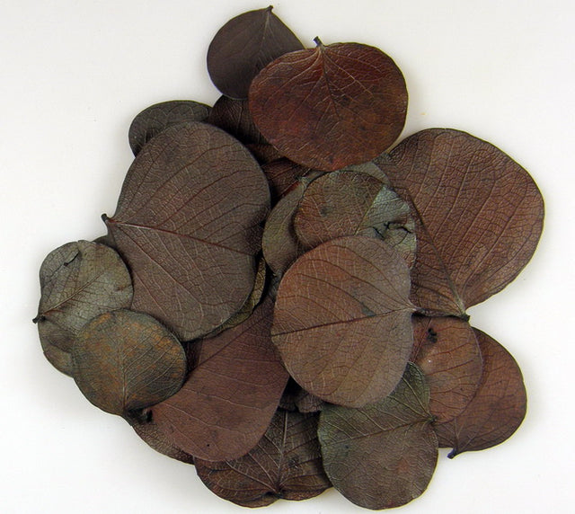 Image for Frunza moneta maro