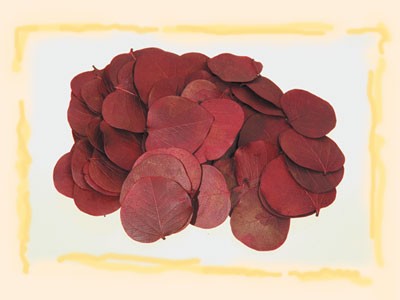 Image for Frunze moneta bordeaux