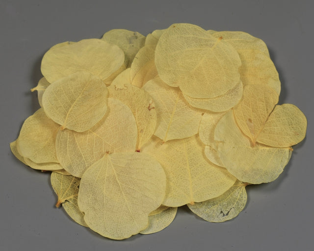 Image for Frunza moneta inalbit