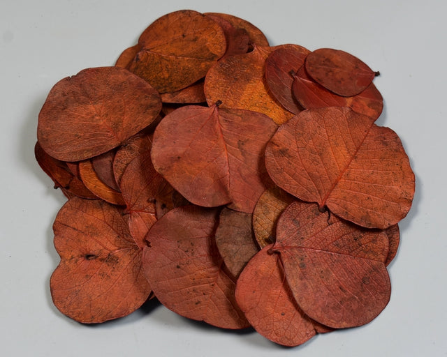 Image for Frunze moneta portocaliu