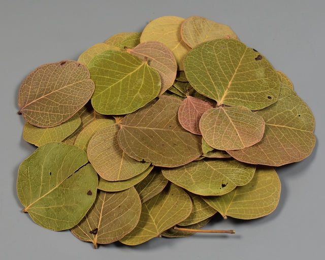 Image for Frunze moneta natur