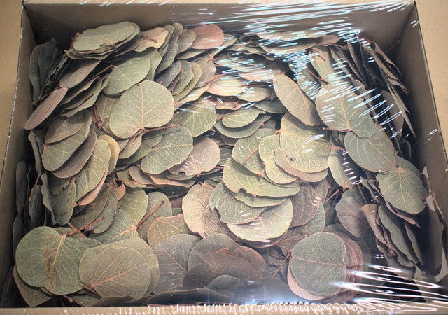 Image for Frunza moneta natur