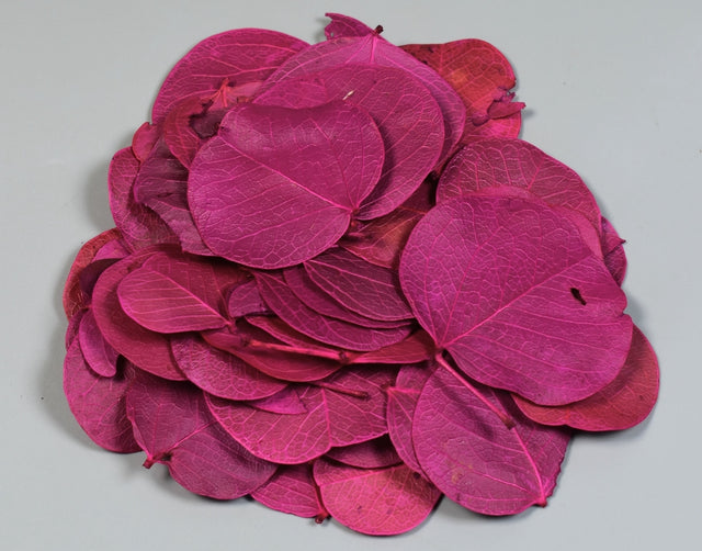 Image for Frunza moneta roz deschis
5995704415784